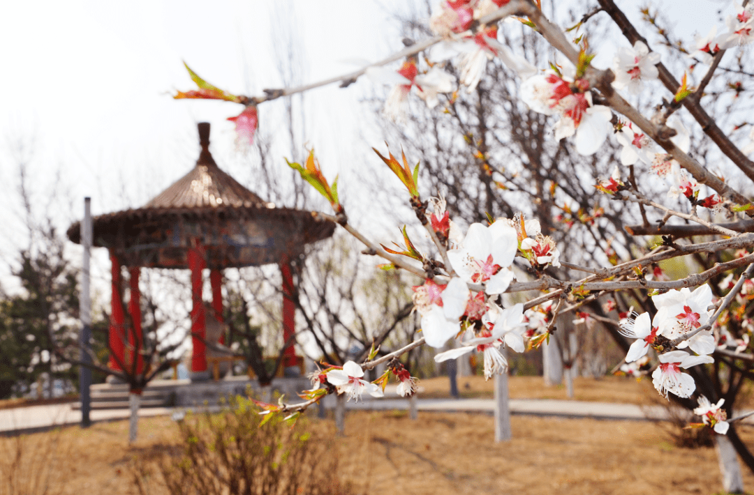 每一朵花都可以渲染一份心情 /攝影·pla地點·石佛寺,文化會館09.