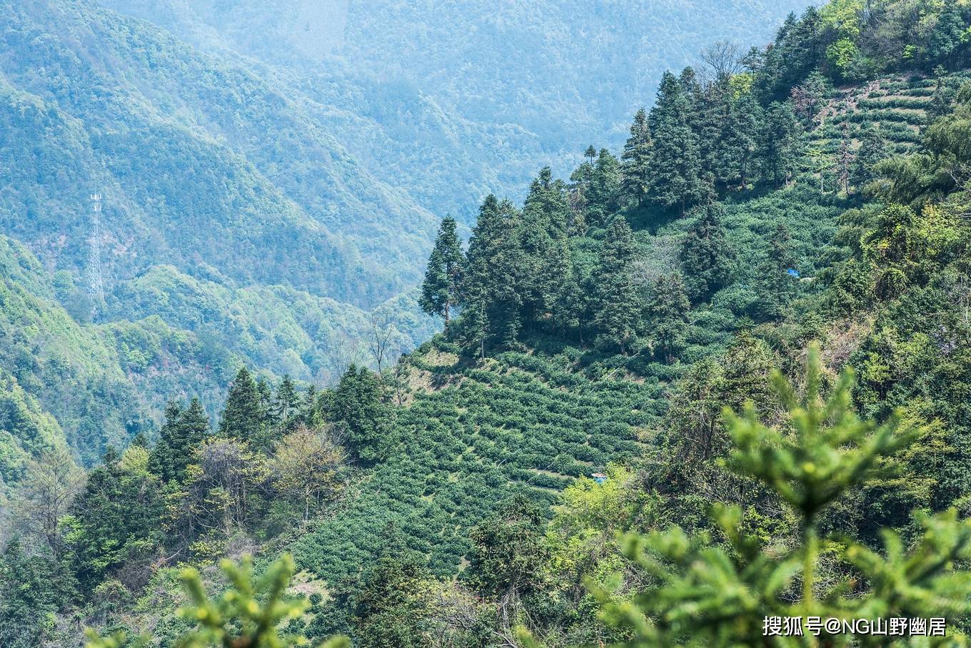 原創寧國黃花山中國雲尖茶的原產地綠水青山裡生長出金山銀山