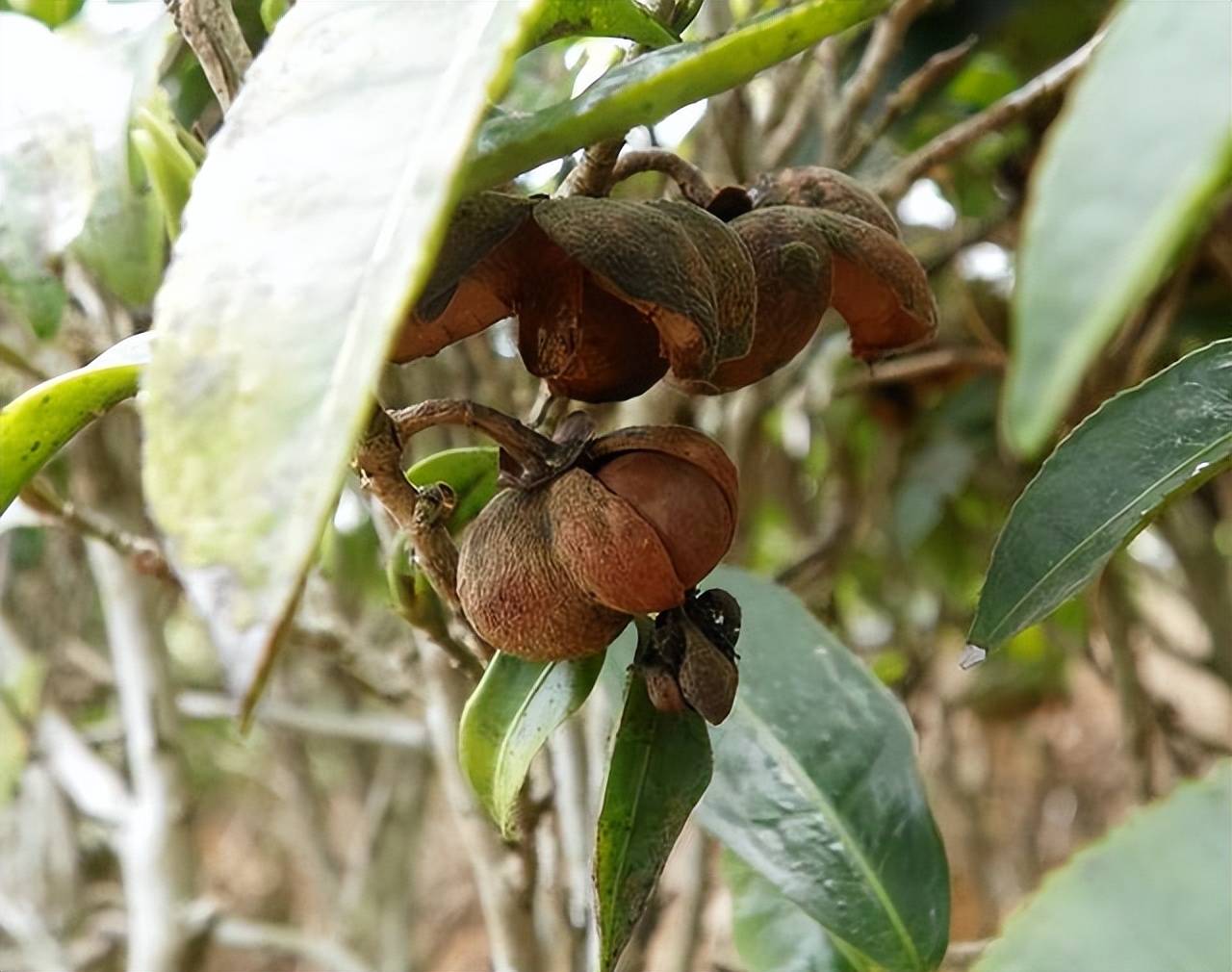 懂茶的你關於茶樹你又瞭解幾分下