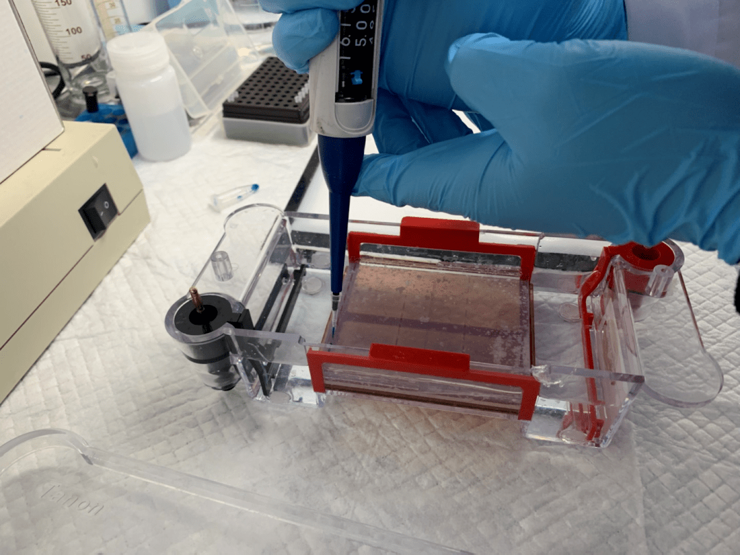 高颜值rna琼脂糖电泳图是如何产生的