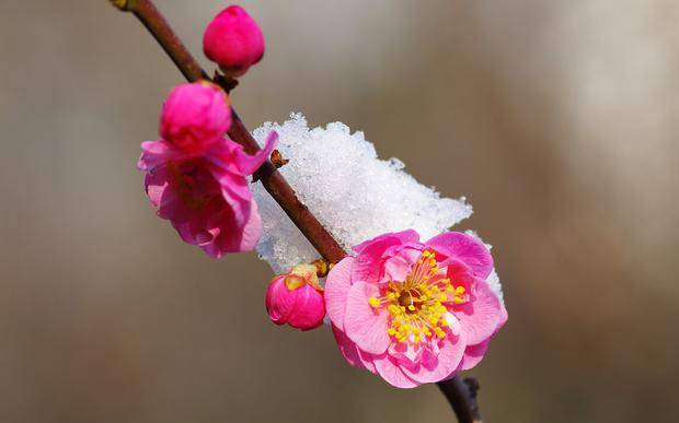 《眼儿媚·元月梅花》庄灿煌