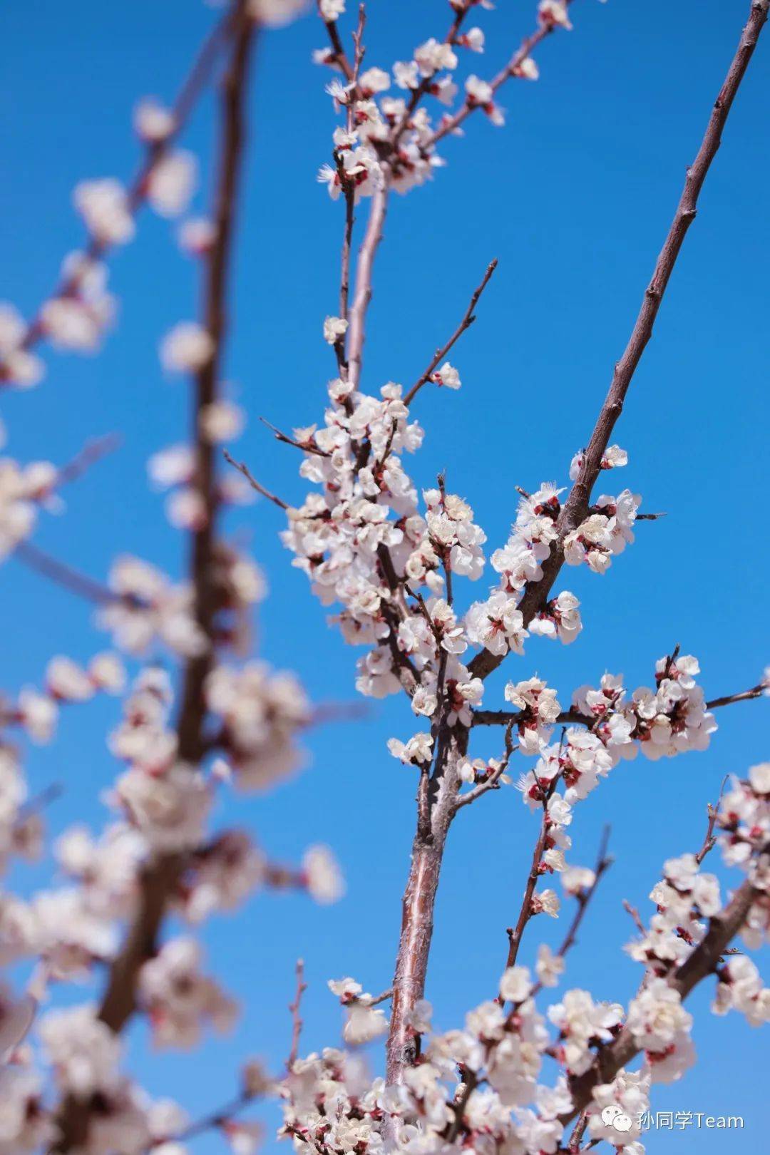 榆林古塔的杏花开了你几时来