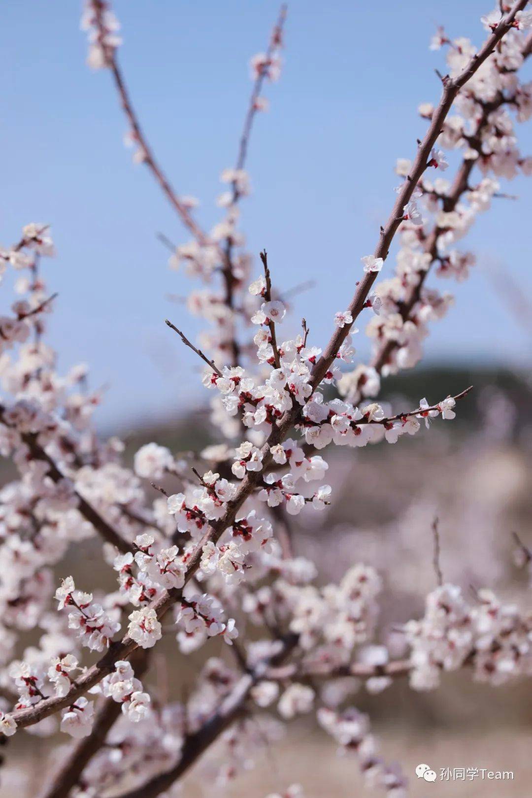 榆林古塔的杏花开了你几时来