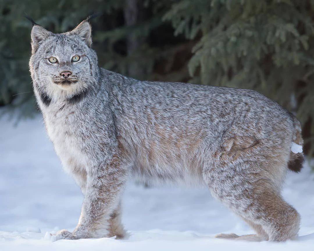 生擒加拿大猞猁,智取豪猪,体型不大的渔貂到底有多强?_动物_貂是_体重