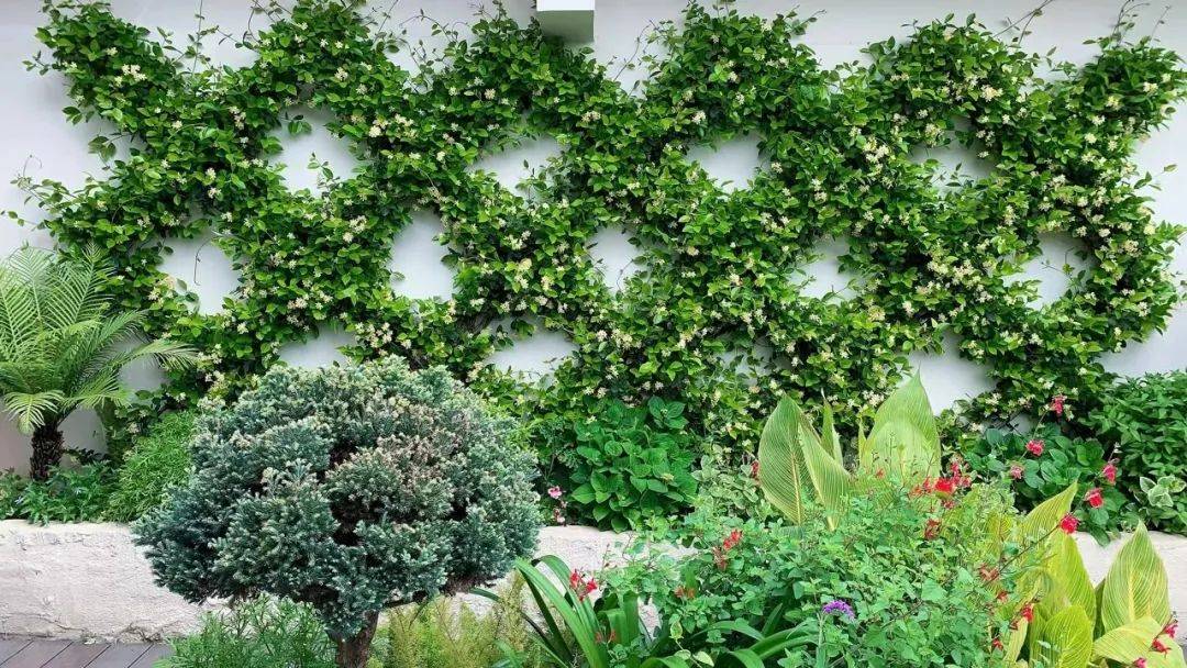 风车茉莉院子里的爬墙高手