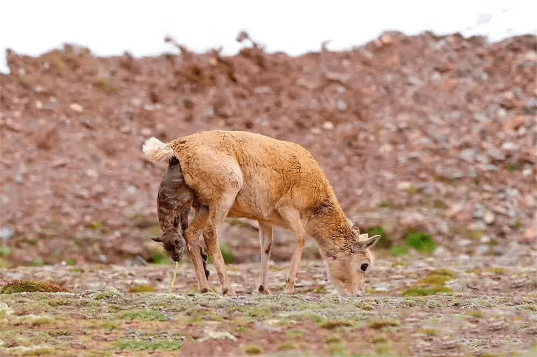 羌塘发现一只小藏羚羊，刚出生就被狼群冲散，大叔救后等来羊妈妈