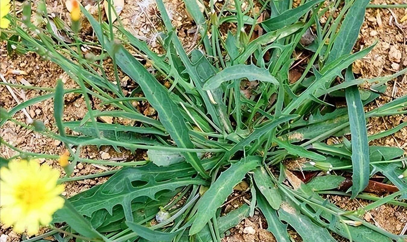 原创家常烹饪苦菜的常用食谱赶紧收藏试一下