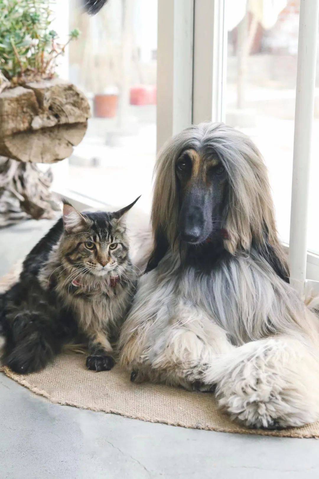 千万别和缅因猫打架一拳过来你会哭的