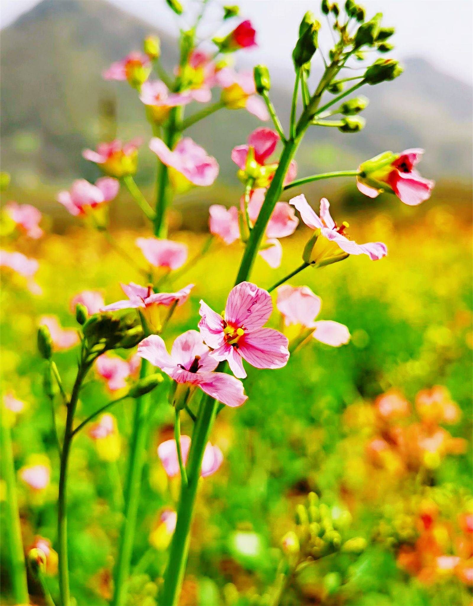 日照旅游攻略,省钱舒心行_灯塔_风景区_渔家