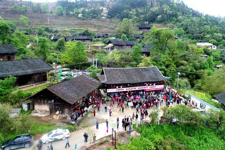 四月芳菲尽湘西桐花寨桐花正大面积开放