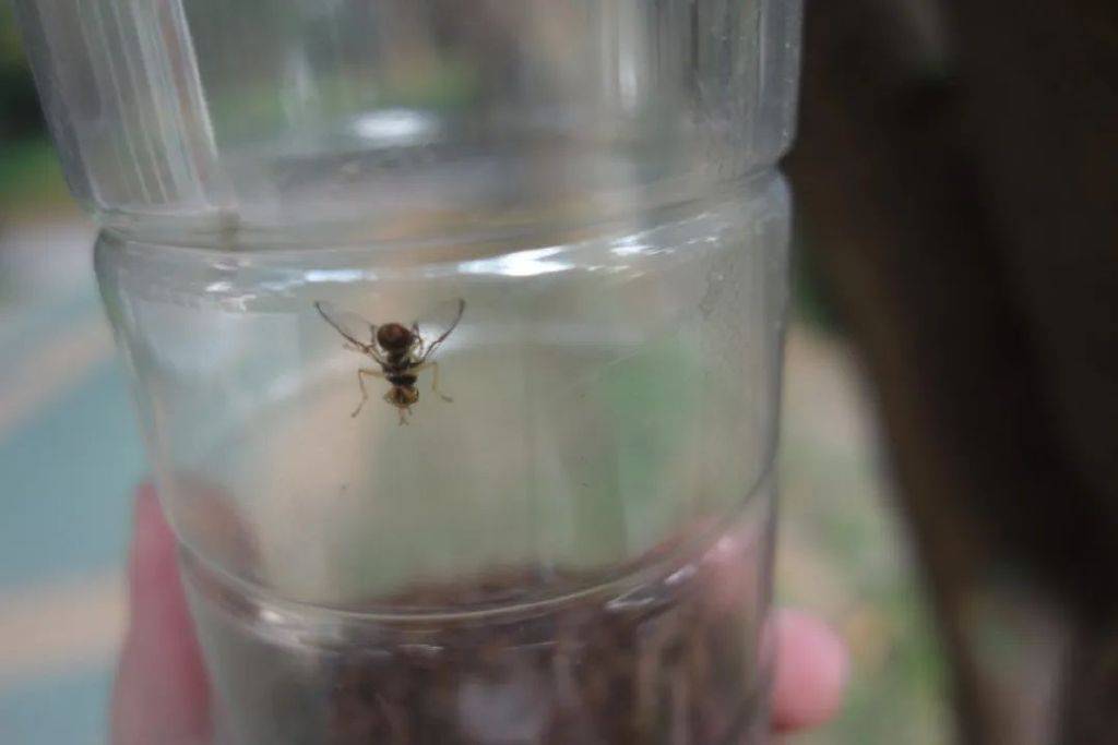 为啥有些昆虫喜欢光 有灯就能 诱 虫吗 侯永祥 生物 光线