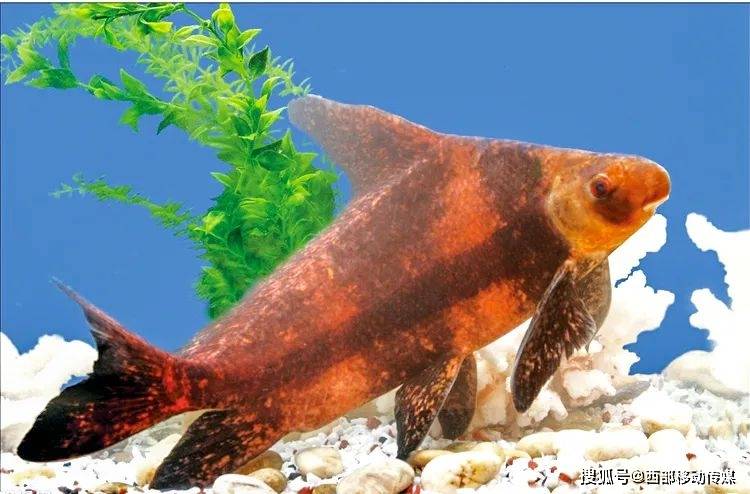 今日科普国家二级保护动物长江上游珍稀鱼类胭脂鱼
