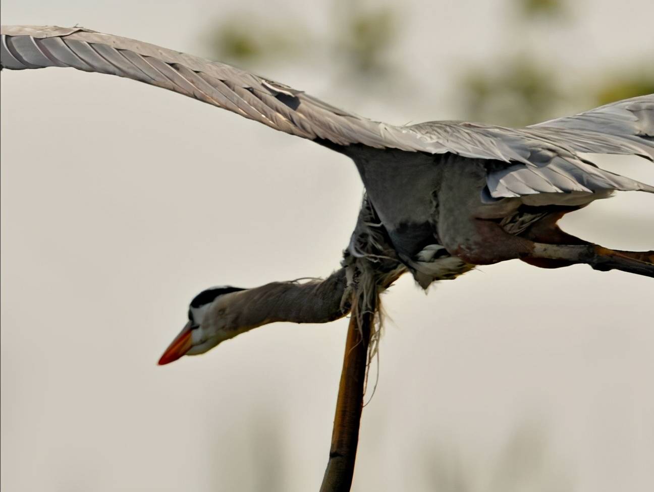 徐州惊现一"牢底坐穿鸟",长得怪无人识,蛇鳗从其肚内打孔钻出