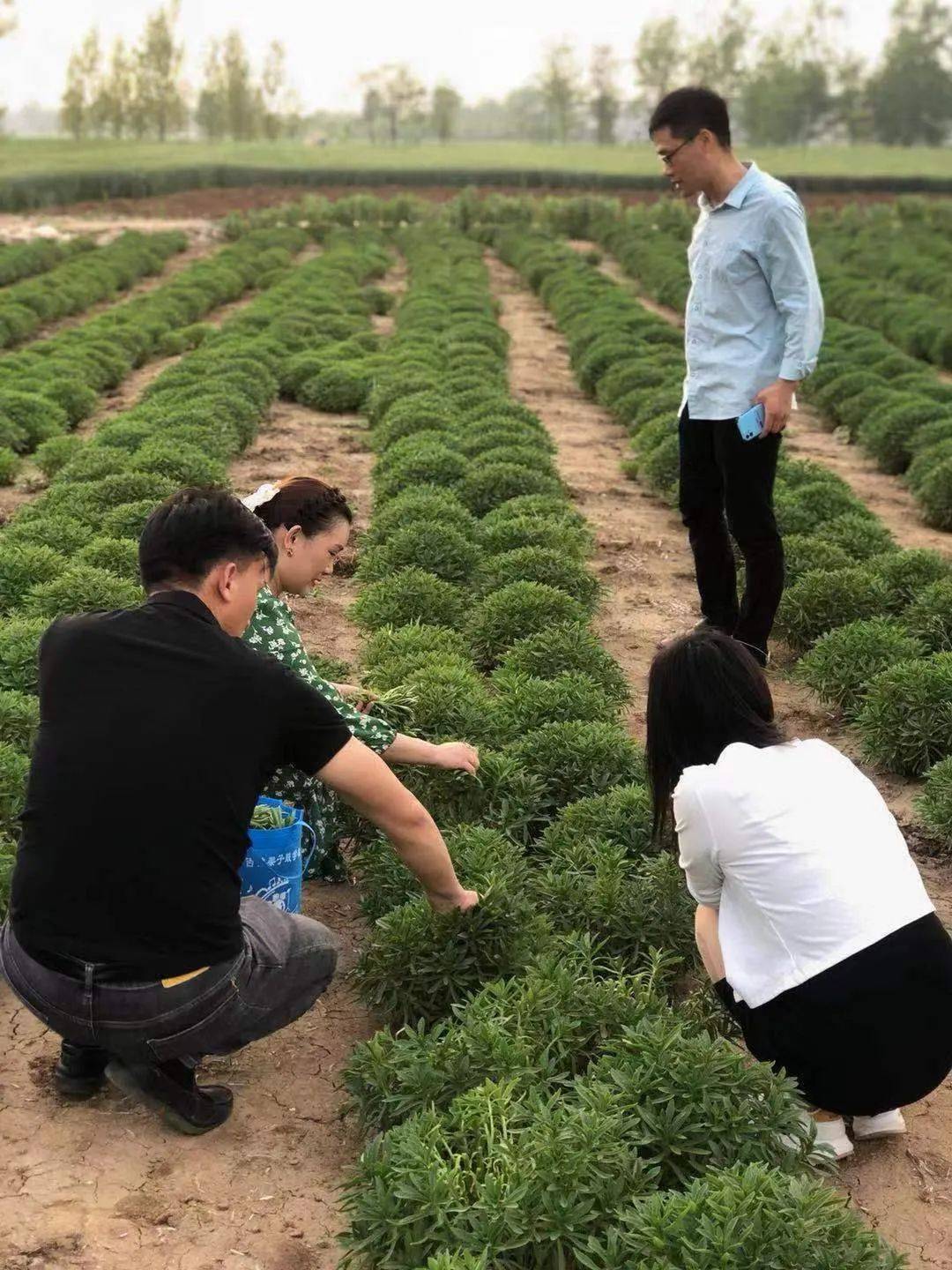 南阳100余亩已成熟的"救心菜"急需出手_种植_池先生_歪子镇