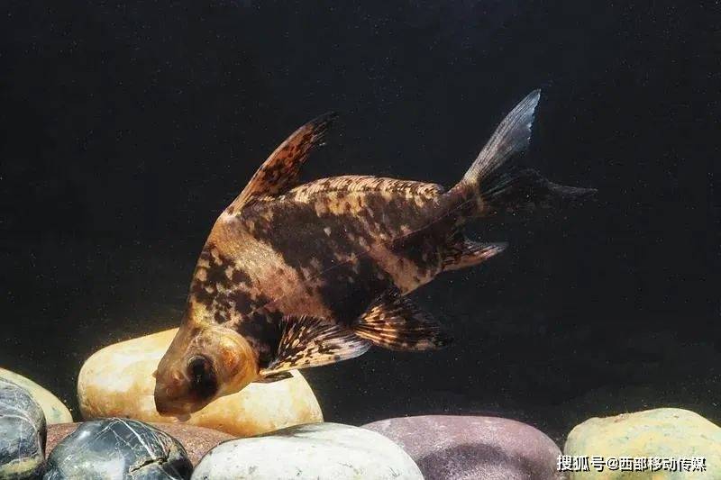 今日科普国家二级保护动物长江上游珍稀鱼类胭脂鱼