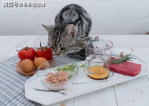 養寵小知識貓咪得了眼疾怎麼辦貓咪眼睛分泌物紅褐色