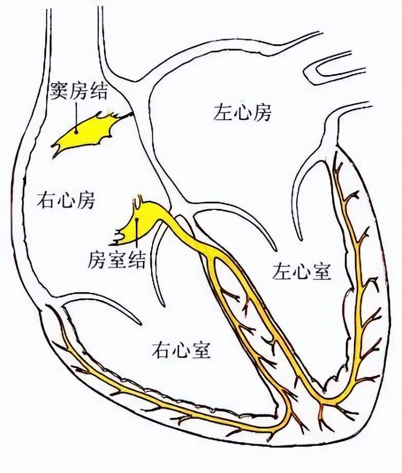 右心室内部结构图片