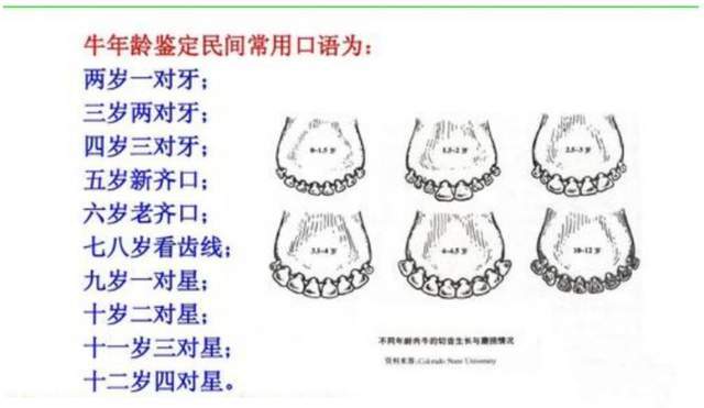 羊牙齿年龄图解判断图片