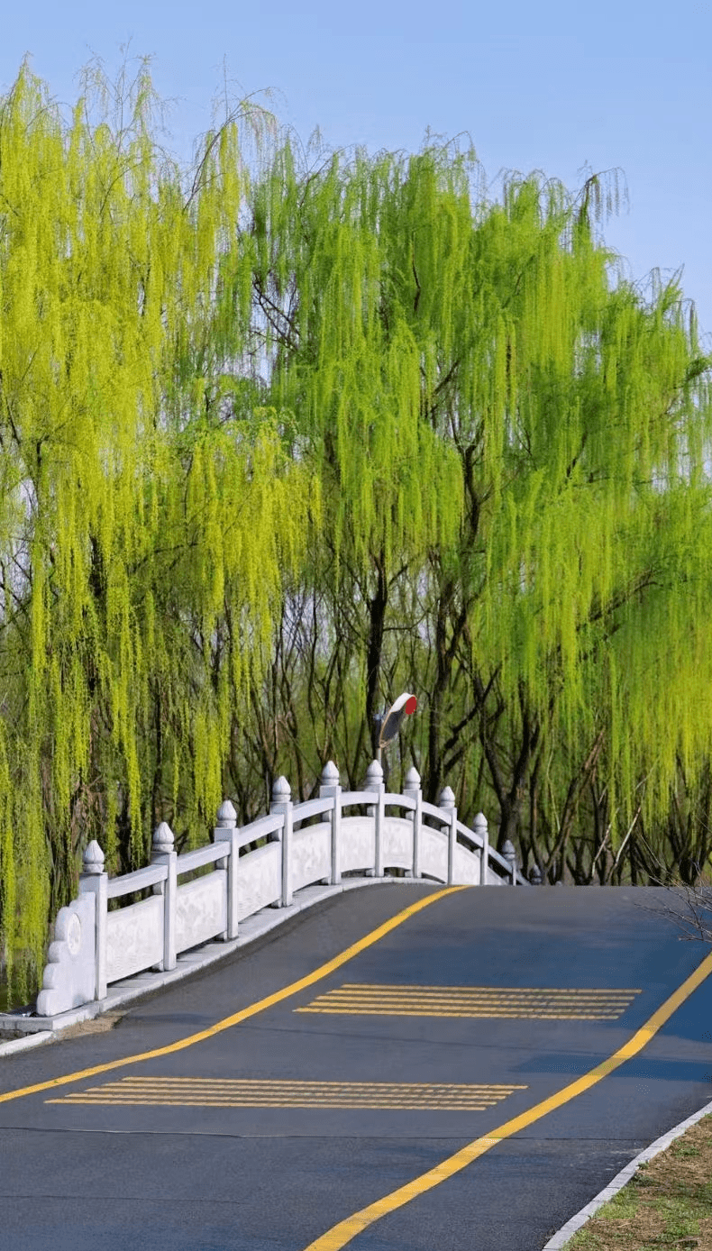 罗隐《柳》今日灞桥柳,青青雨后新分明迎远客,不似送