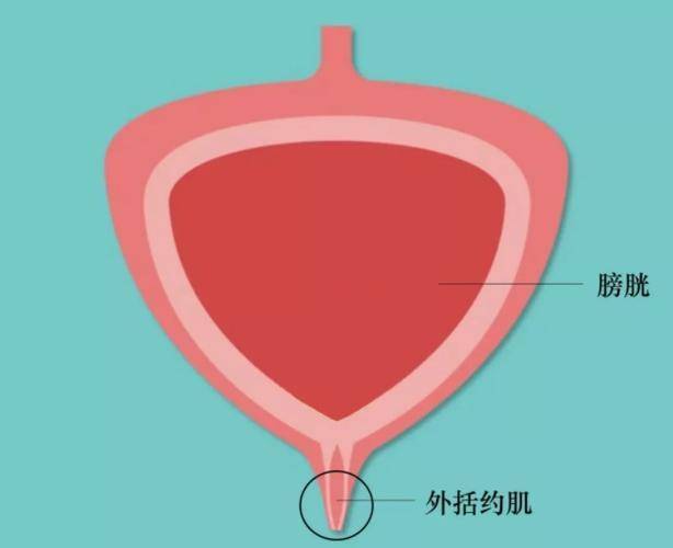 一喝水就尿多，是肾脏“不堪重负”吗？听听医生怎么说