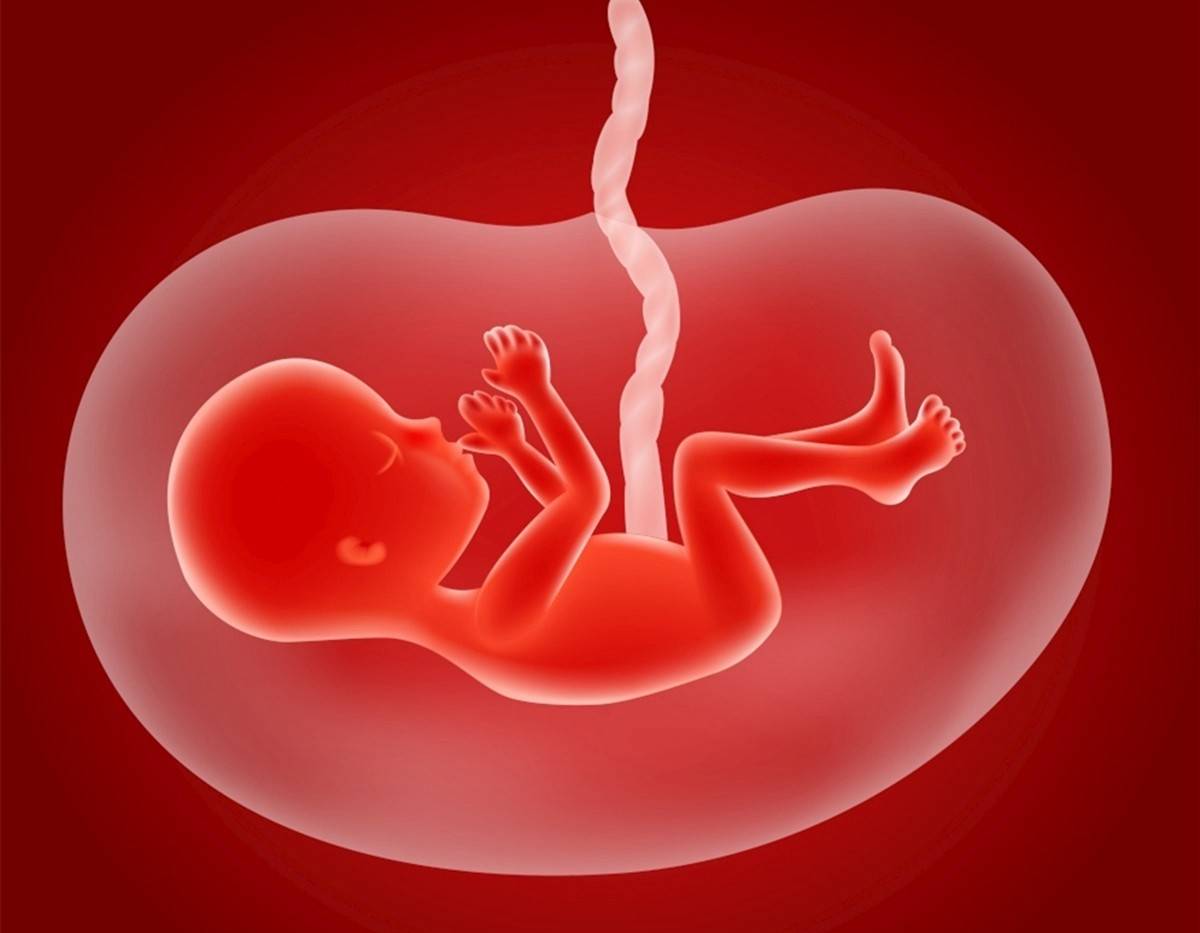 胎儿在子宫里长什么样？胎儿1-40周胎儿发育全过程，妈妈真伟大-搜狐大视野-搜狐新闻