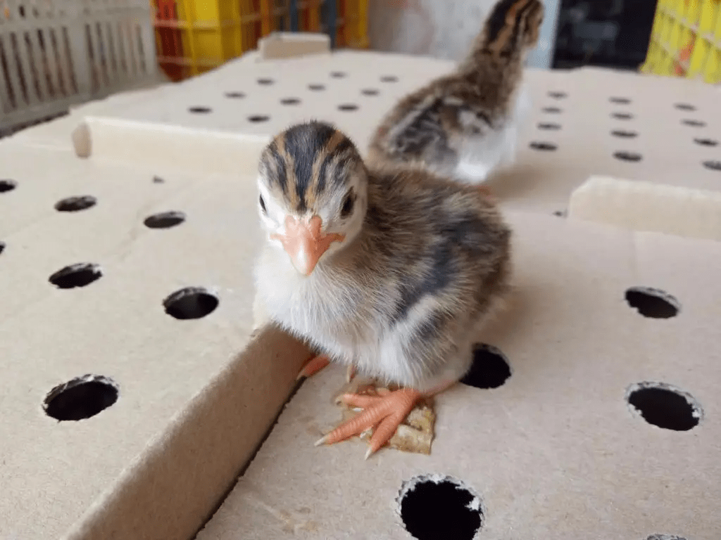 山鸡,野鸡,不如黎江村珍珠鸡_营养_养殖_禽类