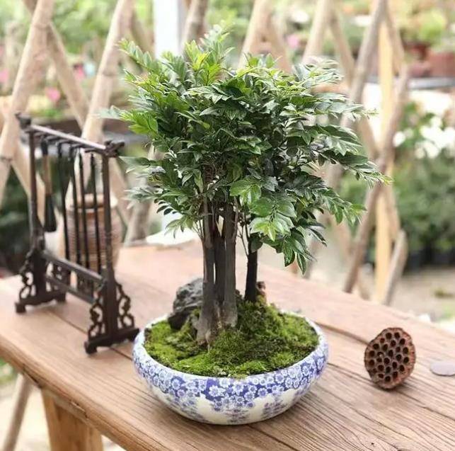 此款盆景大气又好养耐旱耐寒上档次摆在家里有品位