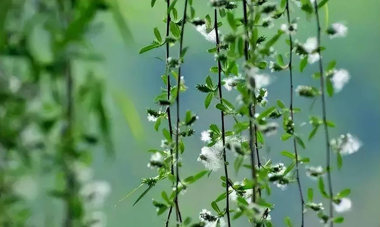 【诗词鉴赏】一年春色又杨花,诗词里的"杨花",千丝万絮惹春风67