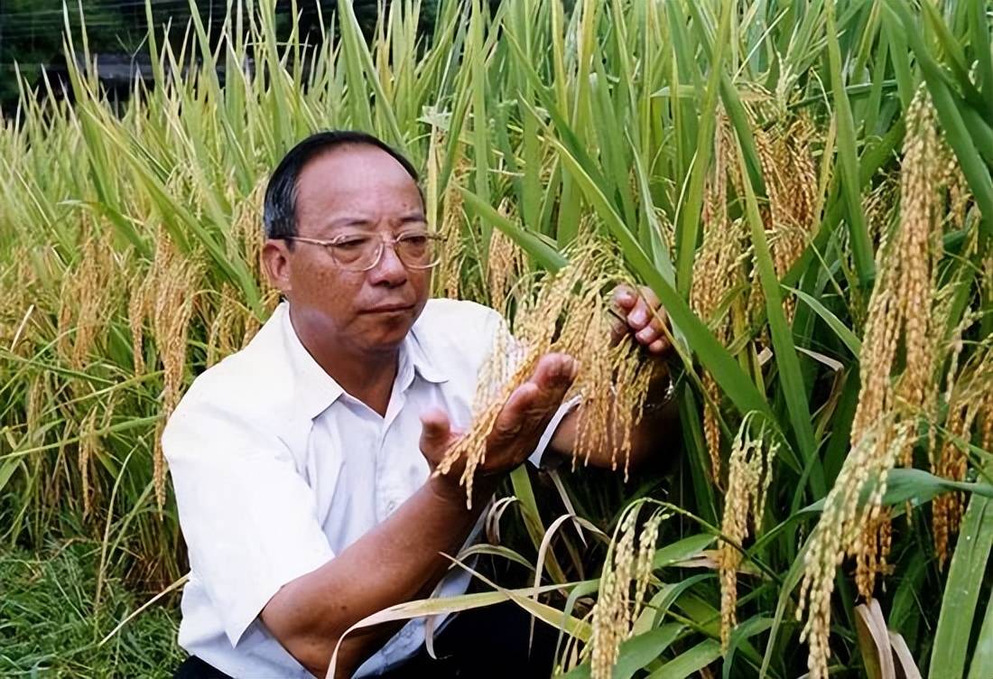 谢安华院士(图源:人民网)中国科学院院士,植物遗传育种学家谢华安在