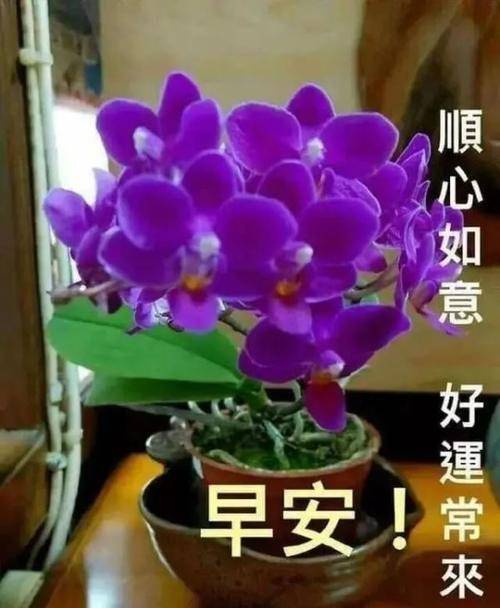 原創清晨早安表情問候祝福圖片帶字群發溫馨的早安祝福語大全