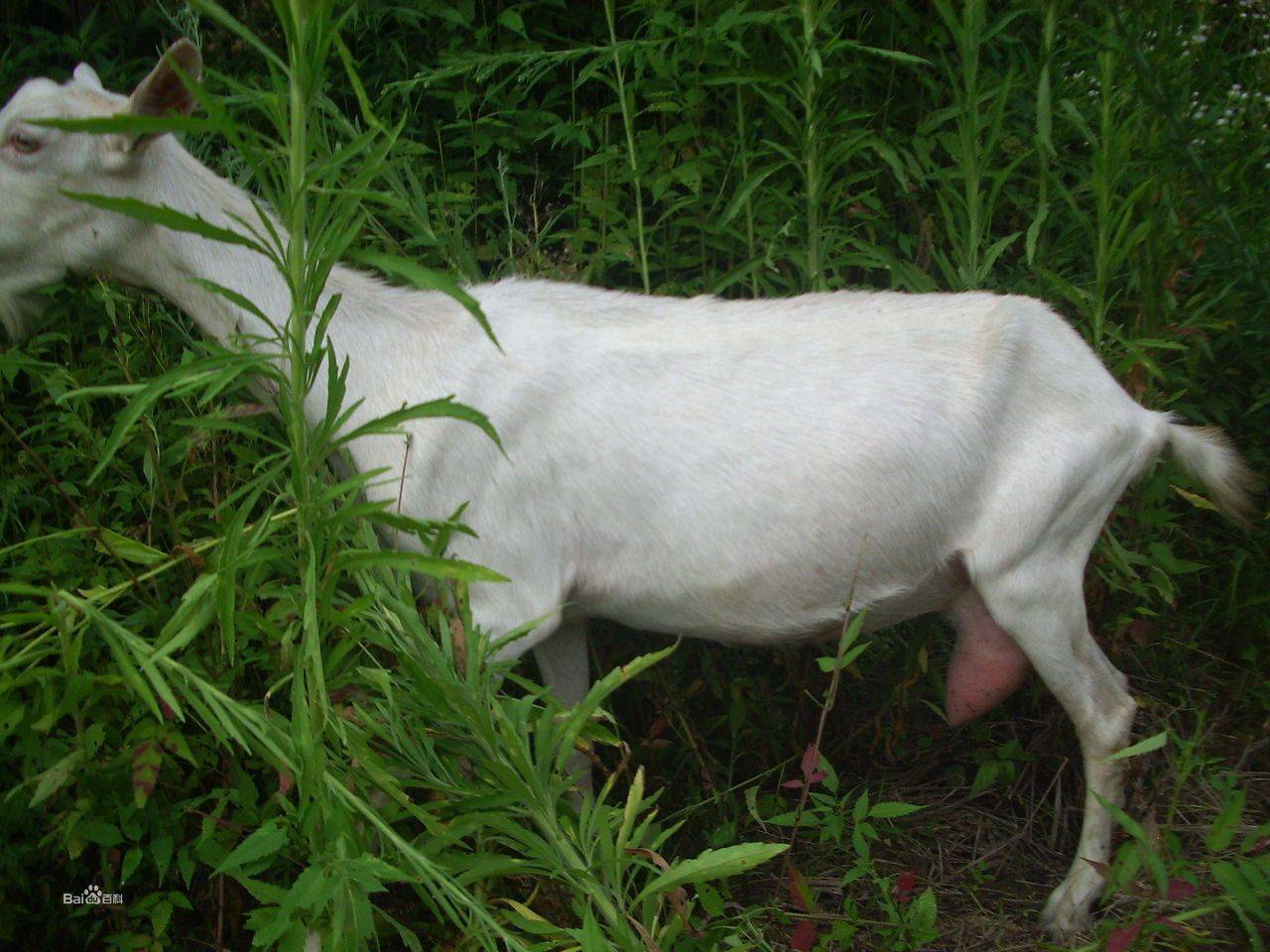 崂山_努比亚_产奶量