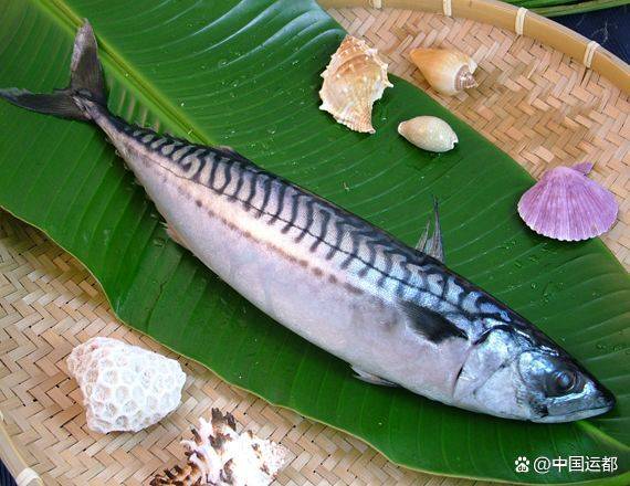 【威海运都】☆海识 | 鲭鱼_鱼肉_大西洋_日本