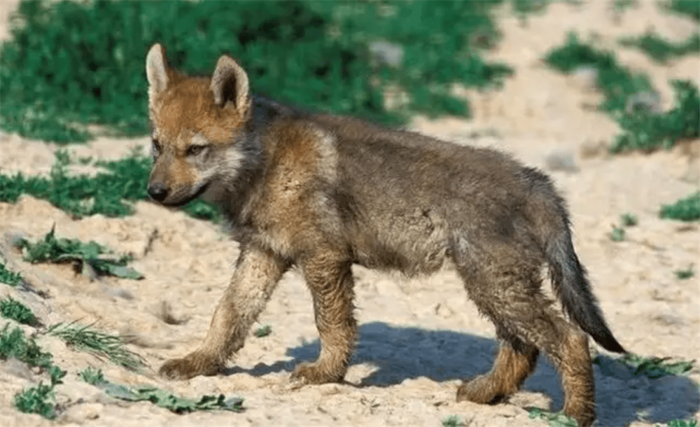 一只小狼捕牛时被踢伤,村民带回家救治,母狼在屋外焦急找小狼_狼群