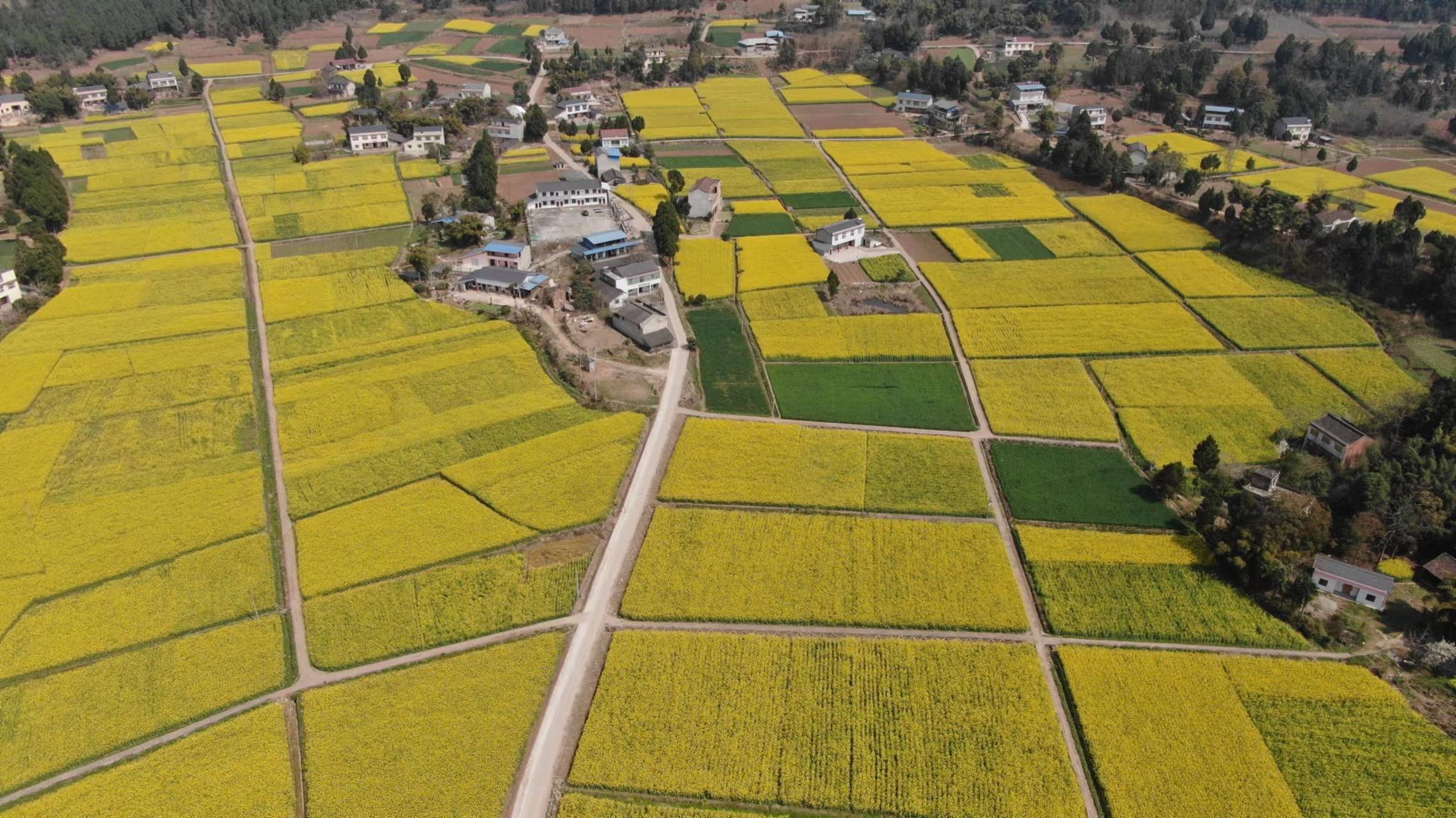 点赞三台县入选国家级油菜制种大县