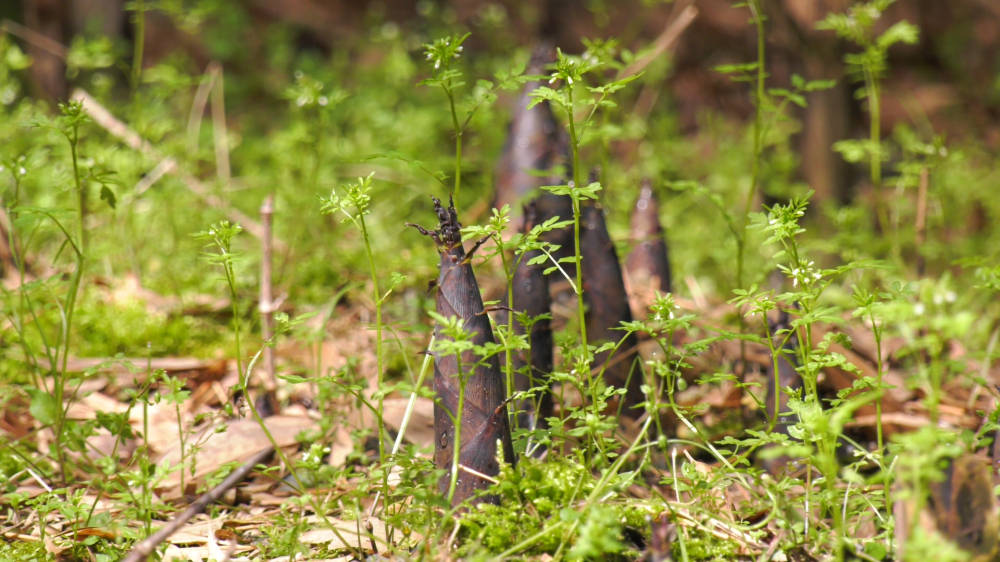 百吨雷竹笋喜丰收绿山富民两相顾