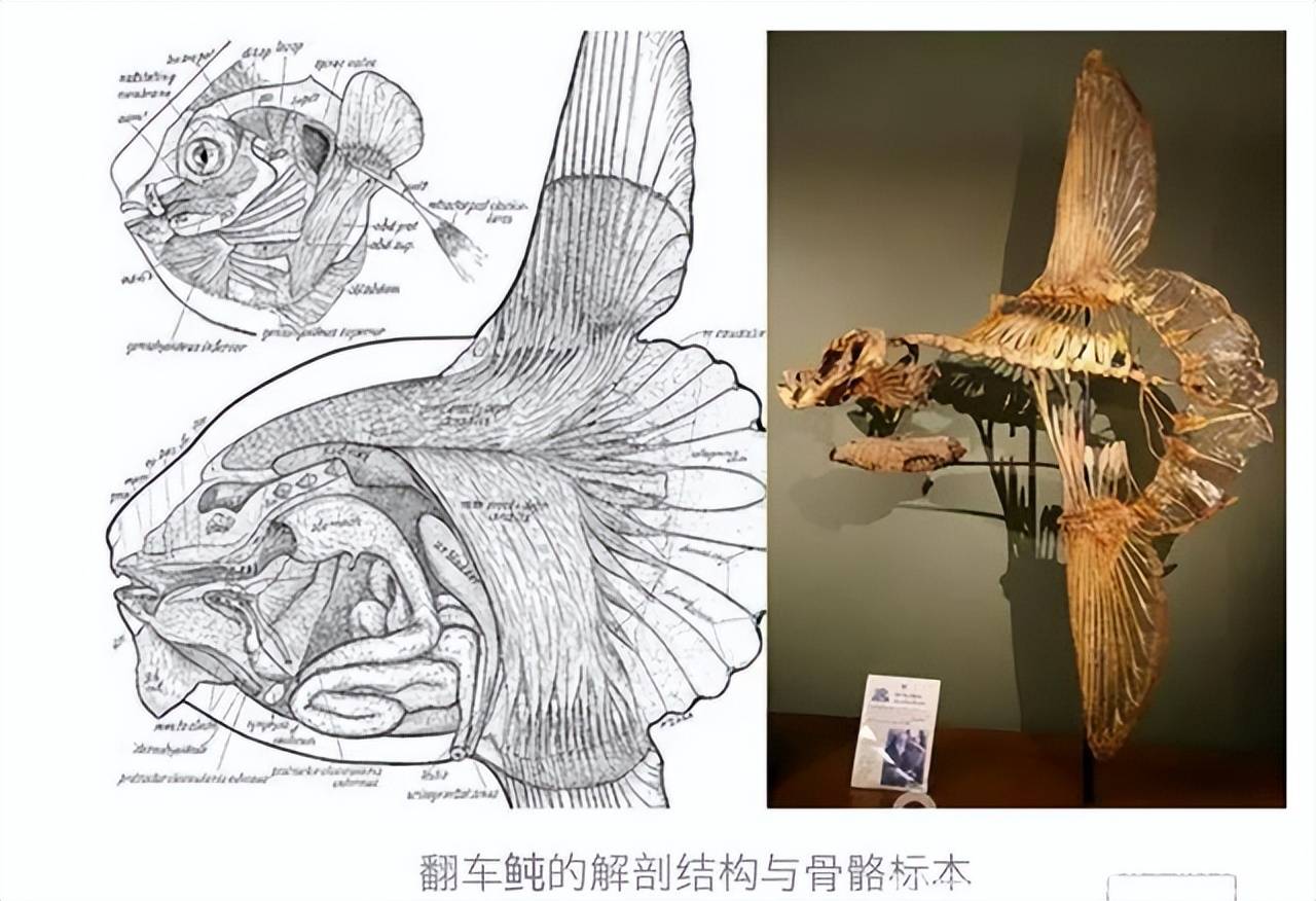 这样的身体结构导致过多的重量被集中到头部,想要保持平衡很困难,为此