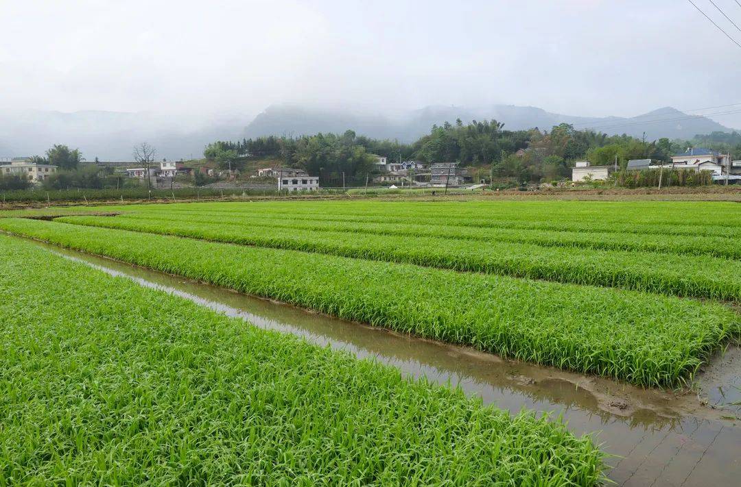 娴熟地把一株一株秧苗插进农田里手握青秧,低首弓背农户们已早早在田