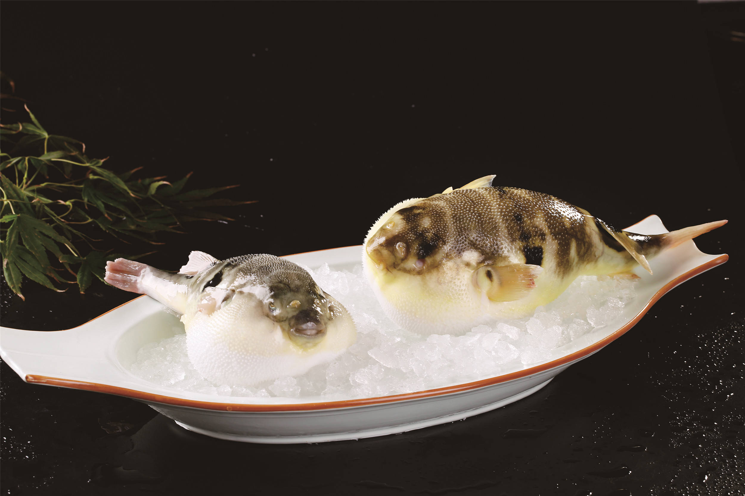 盛世开元请你吃河豚在这人间最美四月天