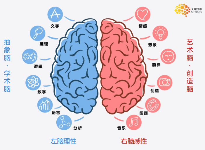 左右脑在头的位置图图片