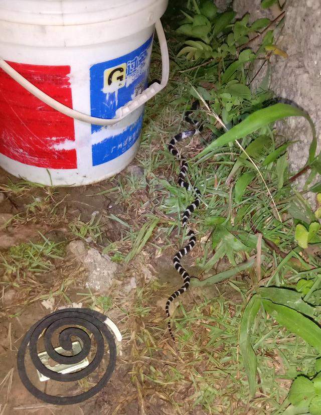 夜钓银环蛇悄然而至钓友与死神擦肩而过网友分享夜钓经历