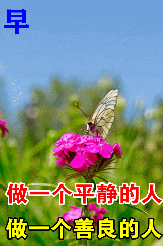 原创8张最新漂亮早上好问候鲜花图片带字2022创意唯美春日早上好问候