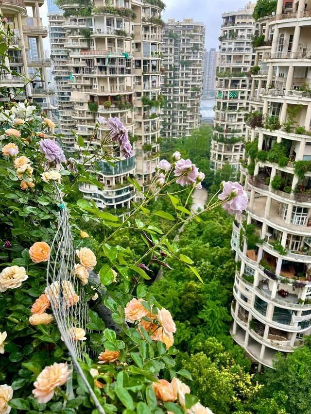 四年前买了个带90㎡阳台的房子自己diy打造空中花园太美了