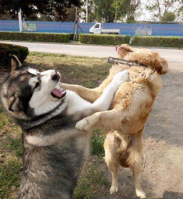 交配完以后公狗为啥转身就跑不理会身后的母狗