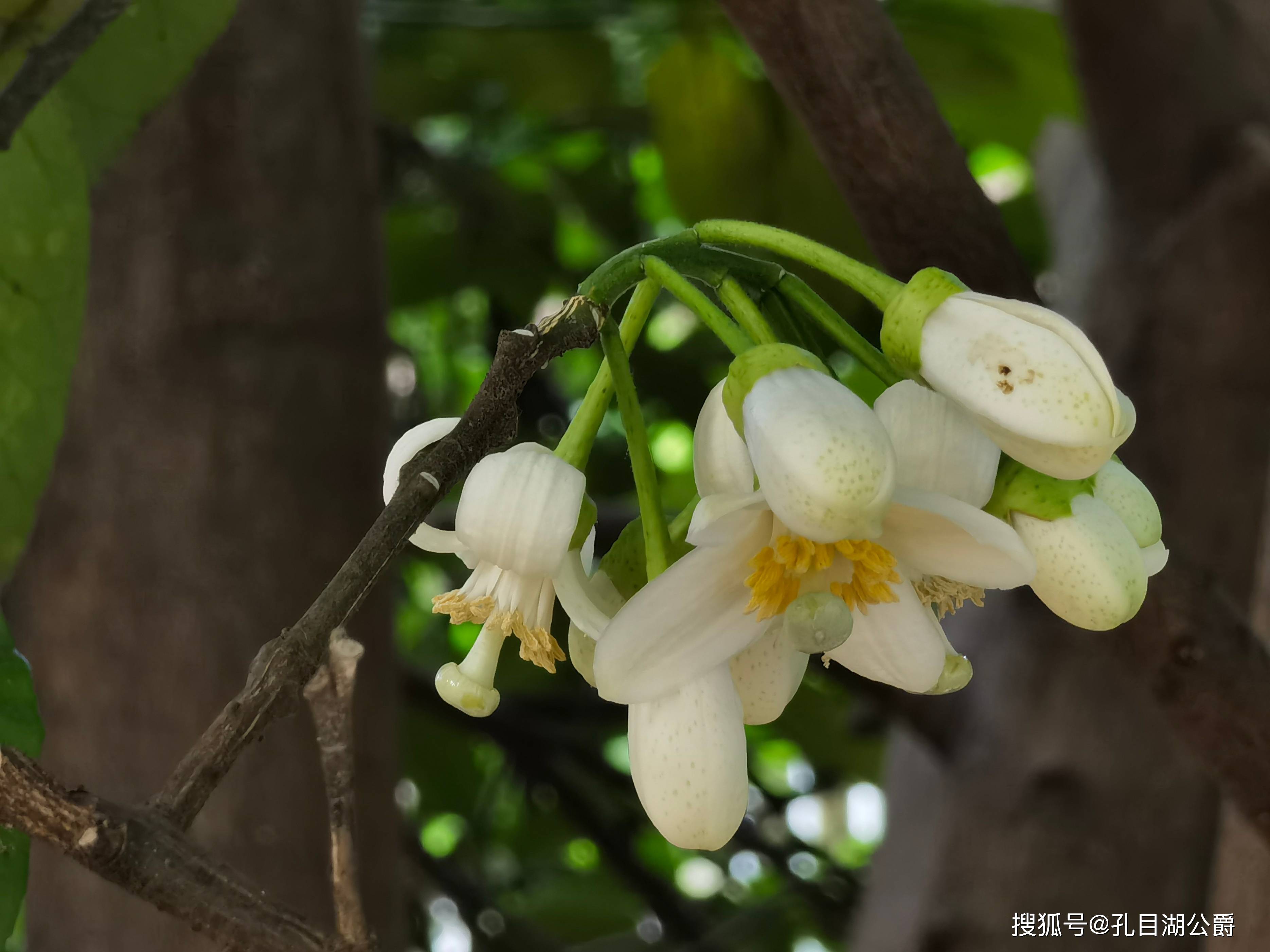 柚子树几月开花图片