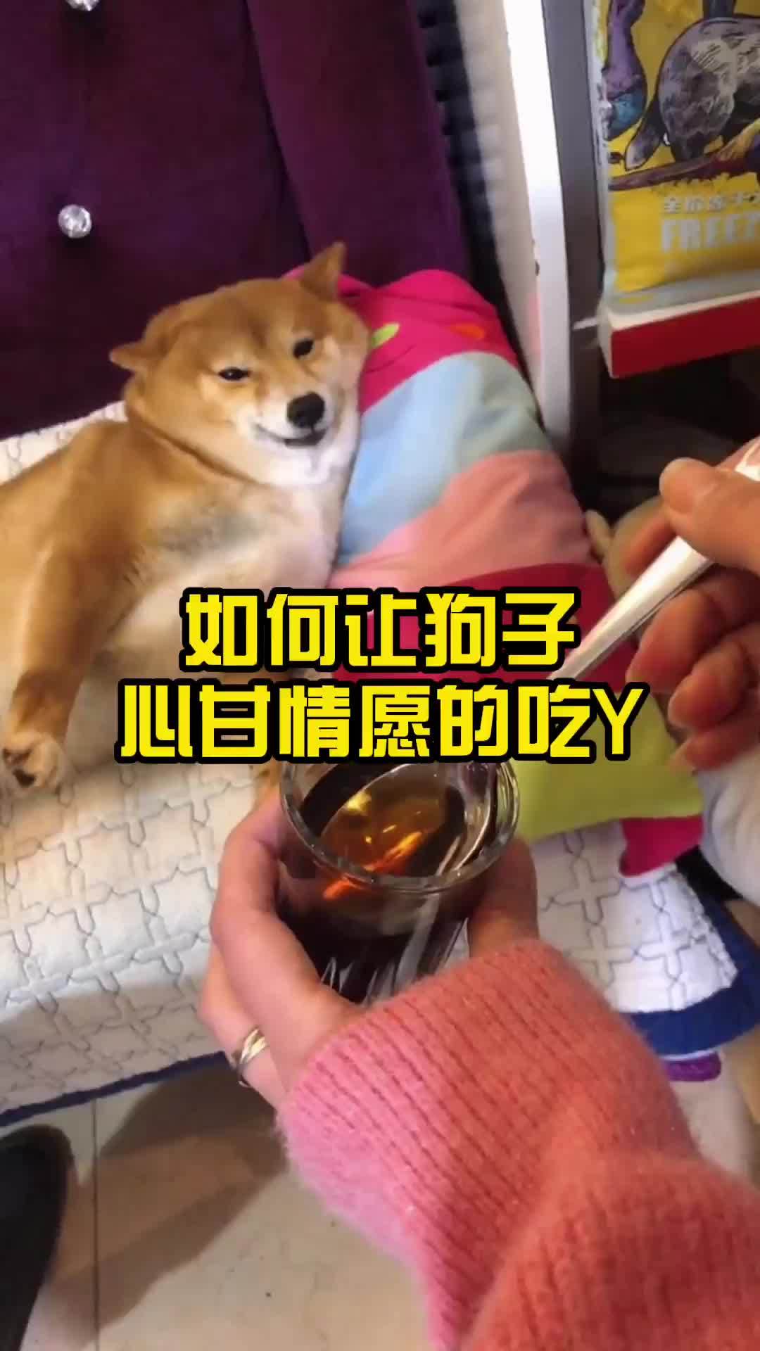 如何让狗子心甘情愿的吃药
