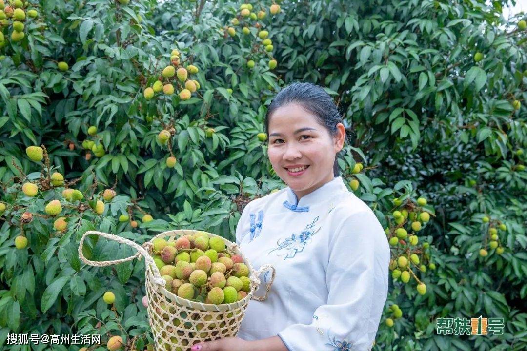 心动高州三月红荔枝上市了
