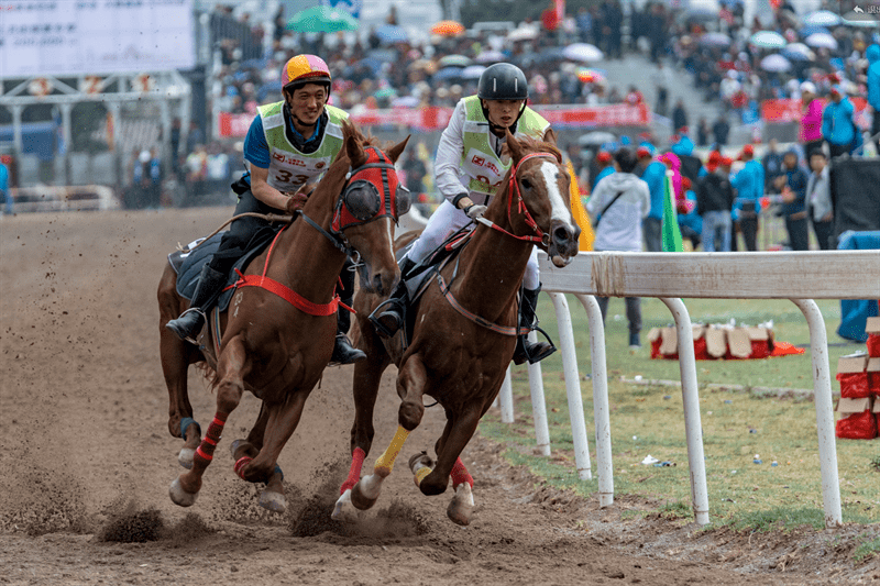 三月街赛马场欣赏精彩马术表演,野外骑行也是每一个爱马之人来大理