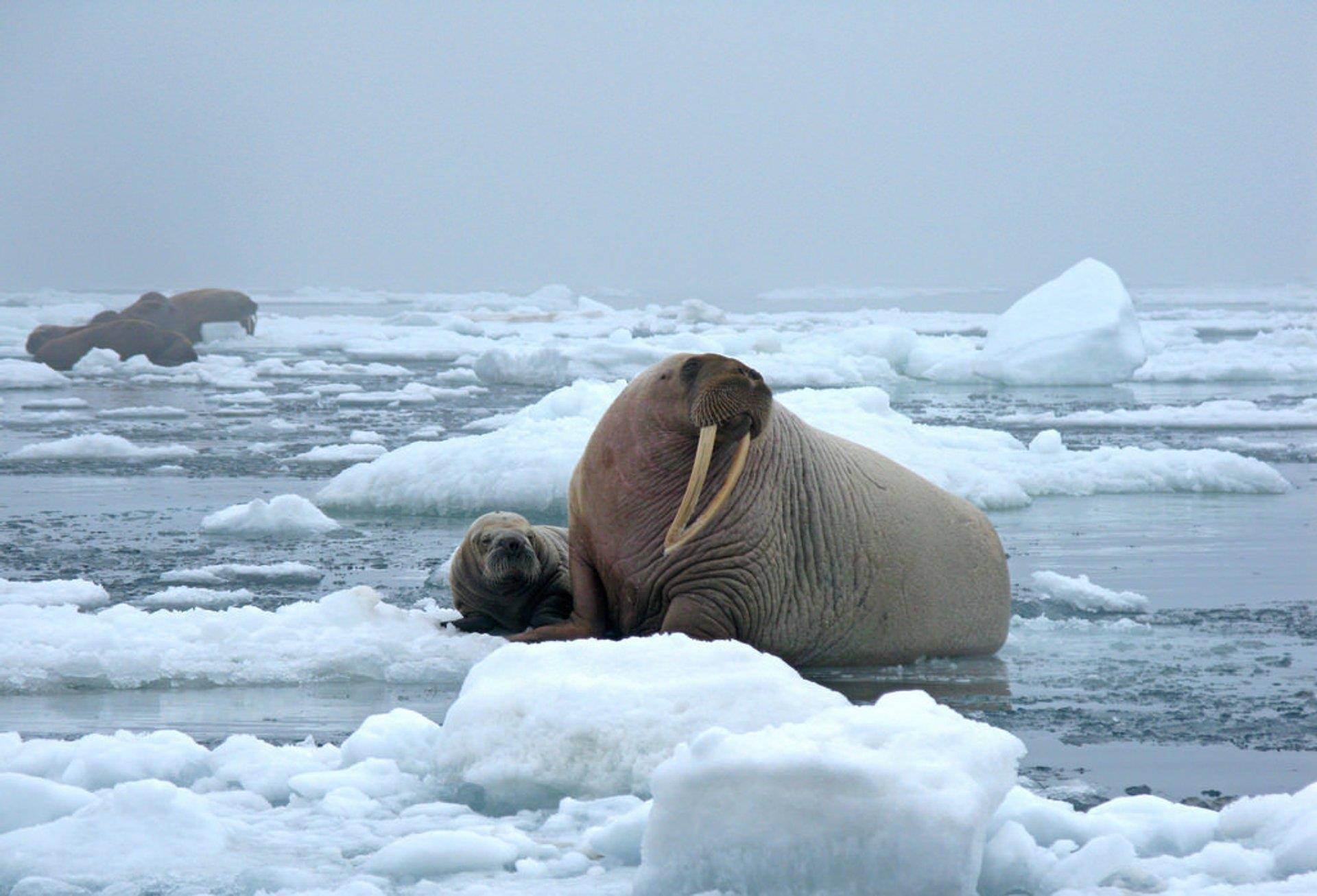 现如今此种鸟类早已位列濒临绝种亚种红皮书,主要日常生活在东格陵兰