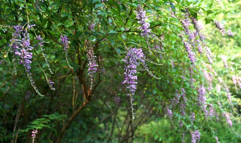 原创老农称它鲤鱼草20年前常用来捕鱼还能当作一种农药
