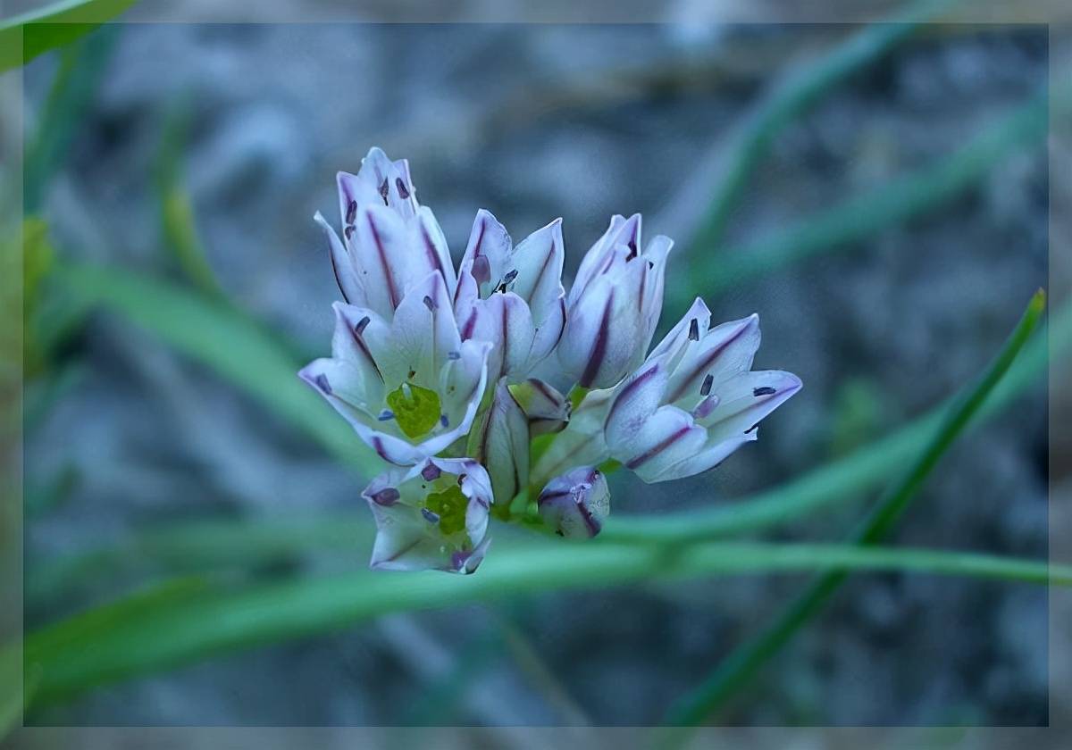 原创风滚草入侵美国上百年堵路淹屋为非作歹为何到了我国却怂了